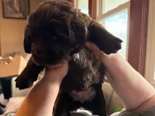 Newfoundland dogs Newfoundland Puppy 3 Gaia - Ad 20