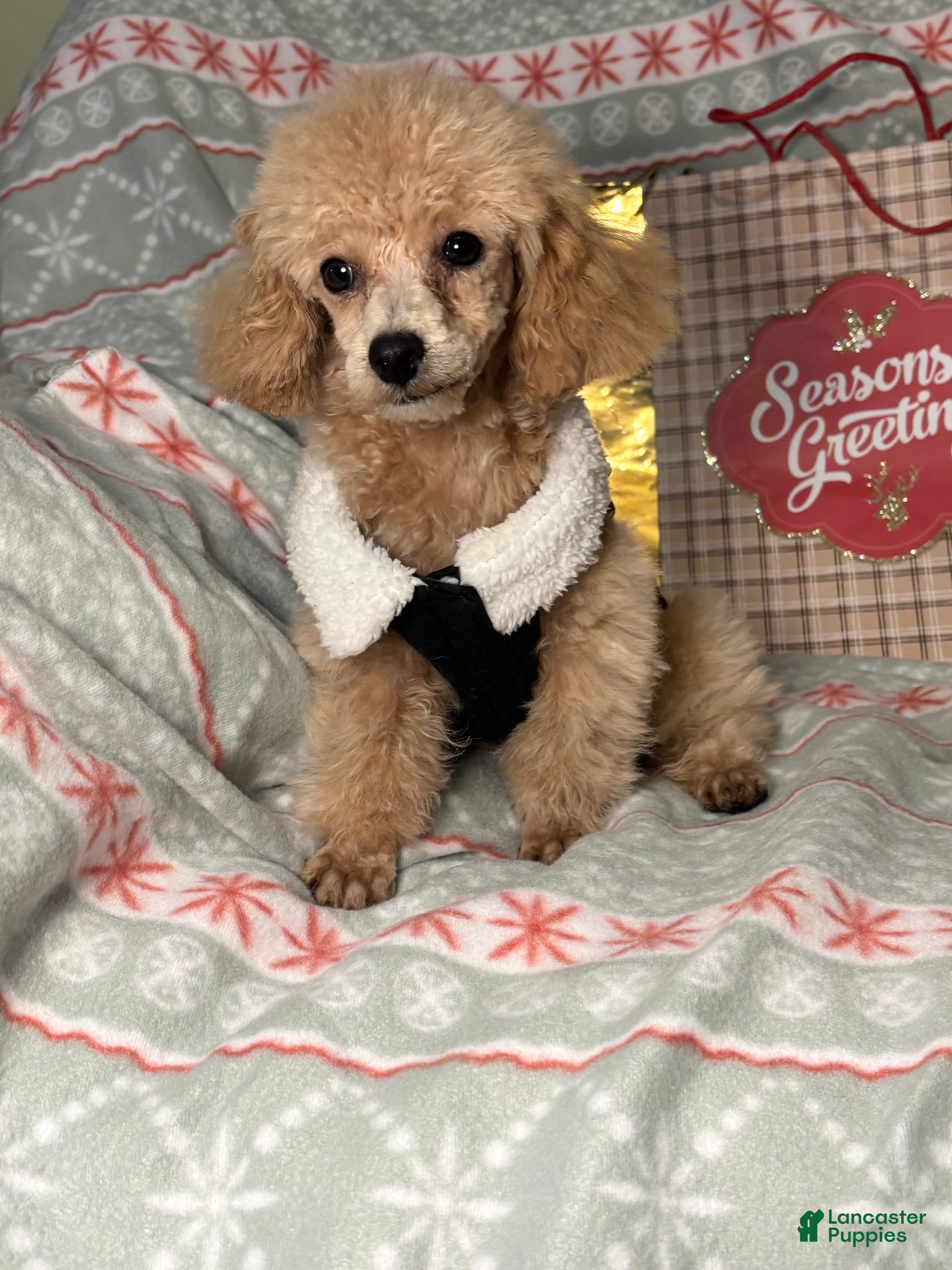 Toy Poodle dogs Yo-Yo - Ad 5