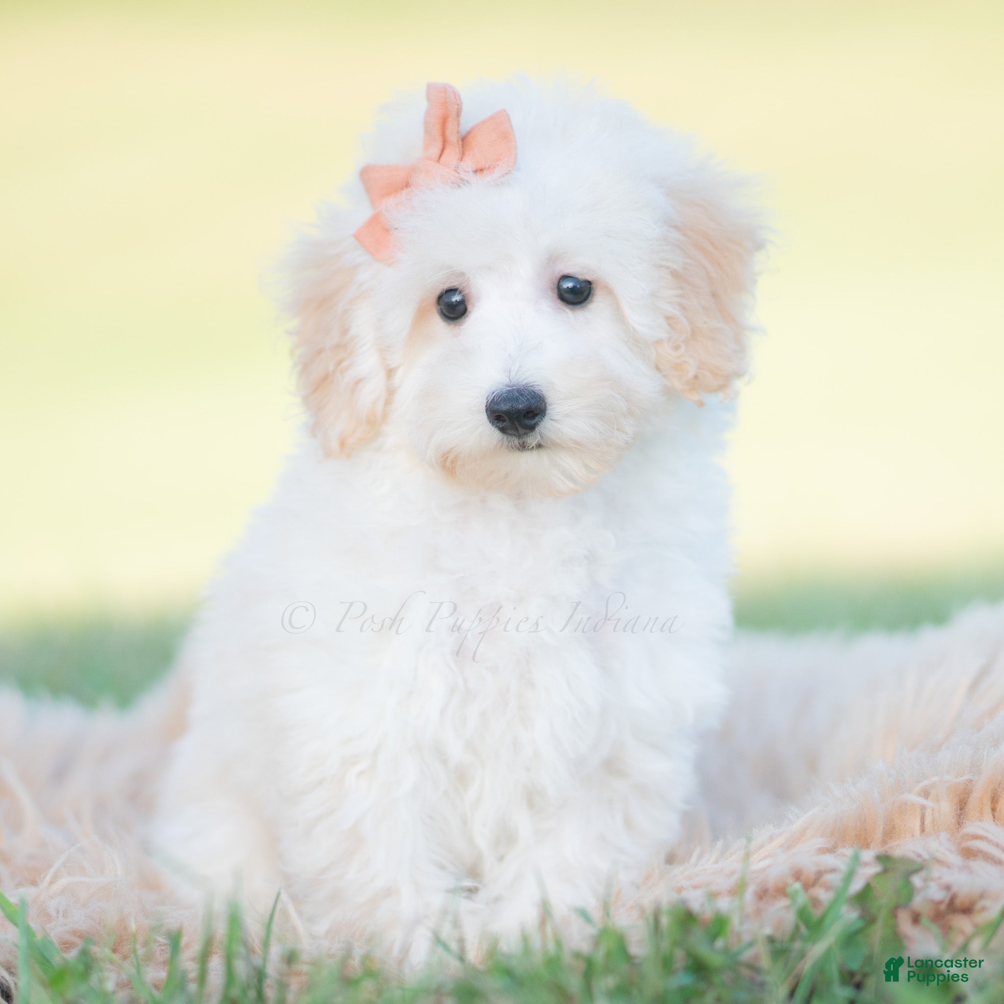 Mini Goldendoodle dogs Zuzu - Ad 20