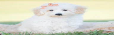 Zuzu