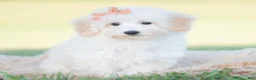 Mini Goldendoodle dogs for sale: Zuzu - Ad 1