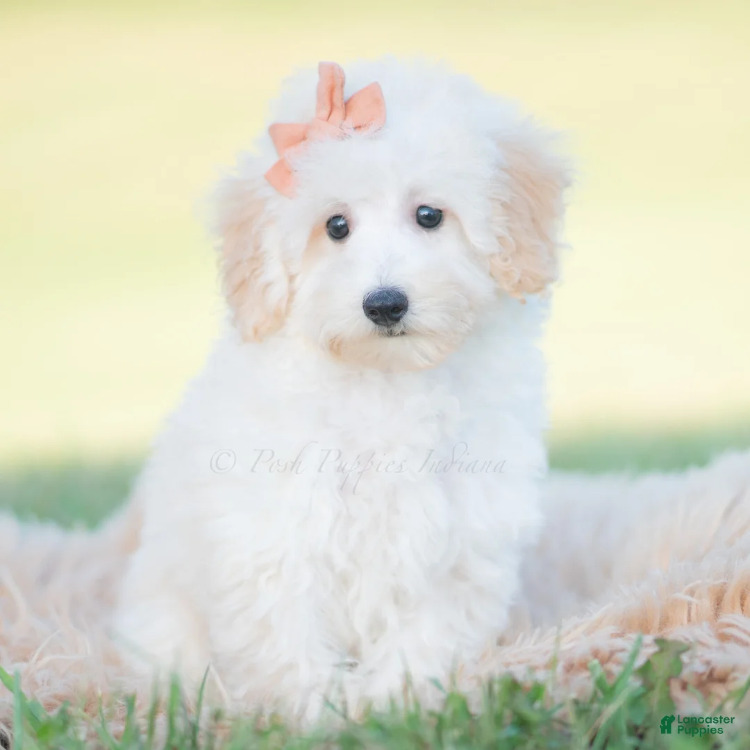 Mini Goldendoodle dogs for sale: Zuzu - Ad 1