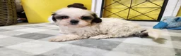Teddy Bear dogs for sale: Crosby - Ad 17