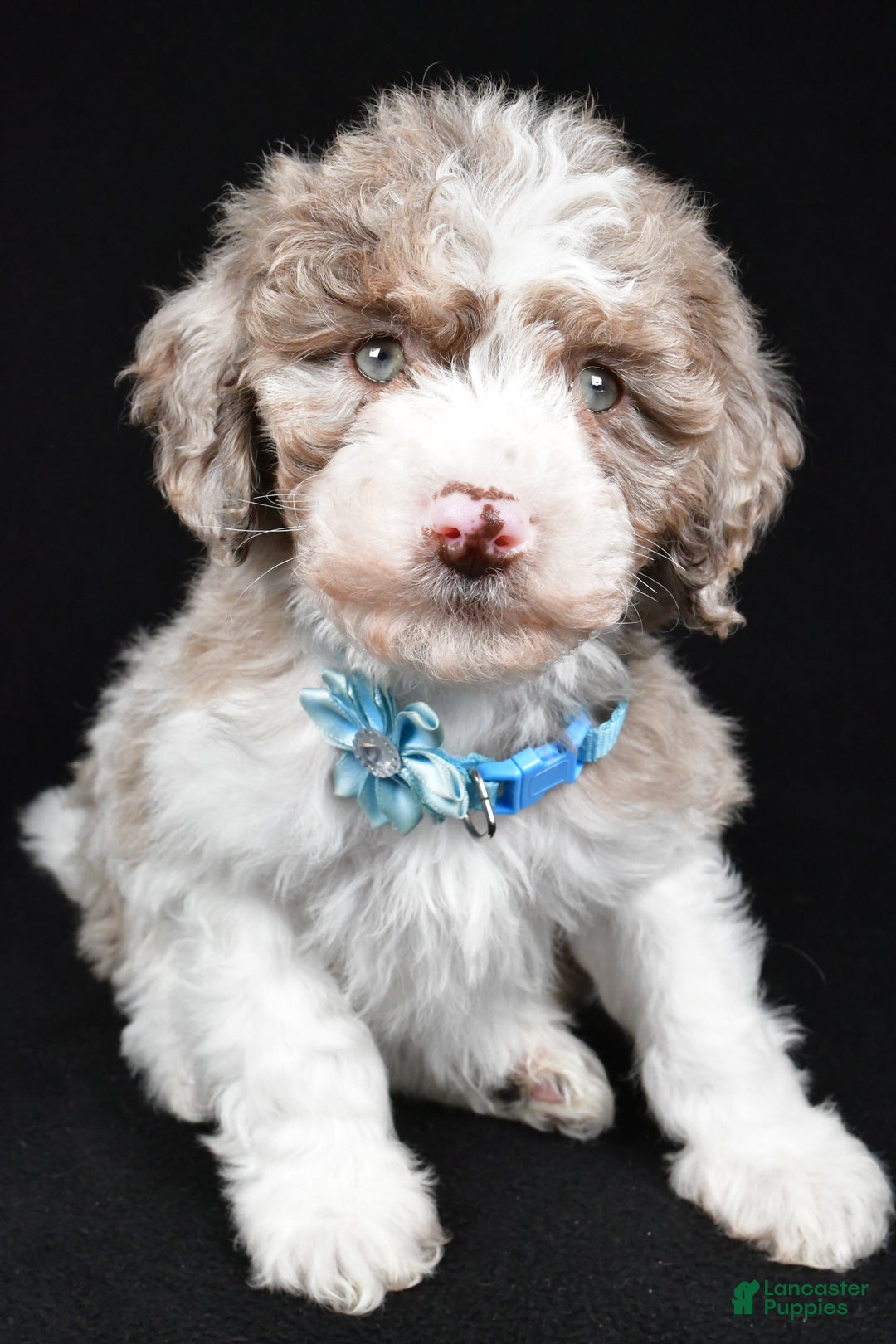 Sheepadoodle dogs for sale: Cotton - Ad 6