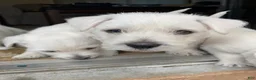 West Highland Terrier dogs for sale: Dora - Ad 3
