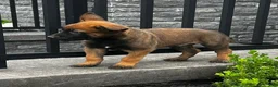 Belgian Malinois dogs for sale: Boone - Ad 3