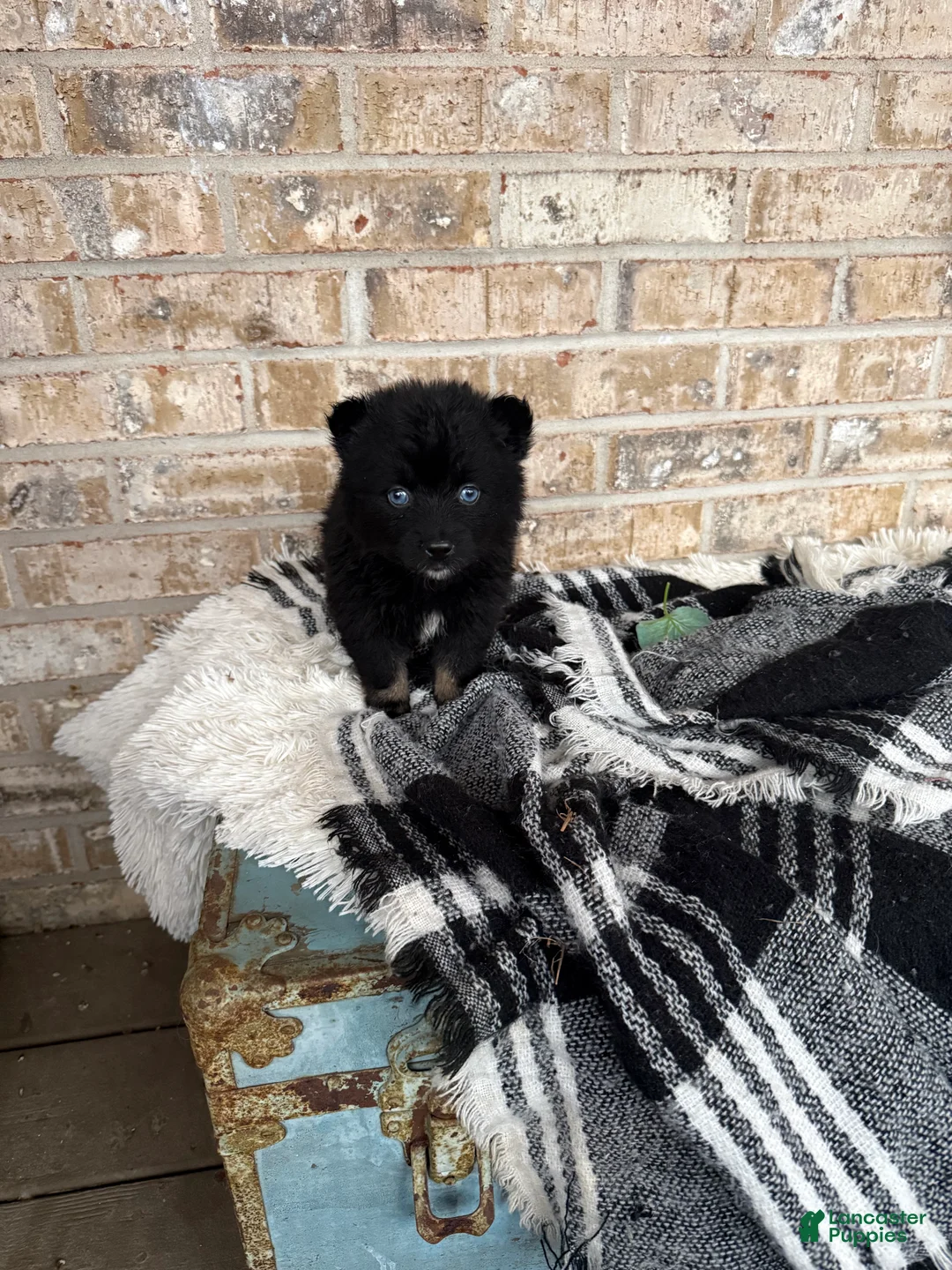 Pomsky dogs for sale: Kylie - Ad 2