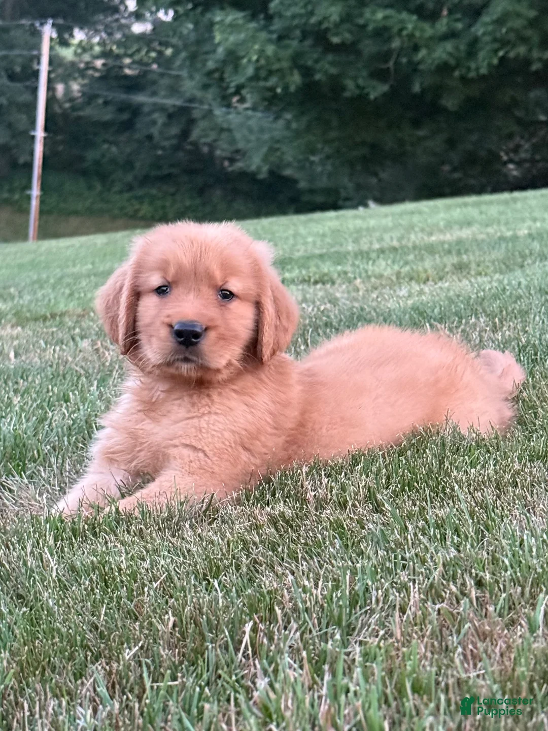 Golden Retriever dogs for sale: Huck - Ad 2