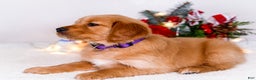 Golden Retriever dogs for sale: Elana - Ad 6