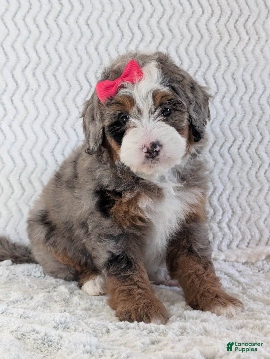 Mini Bernedoodle dogs for sale: Mini Sadie  - Ad 17