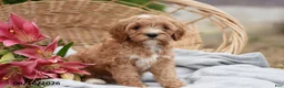 Cavapoo dogs for sale: Max - Ad 2