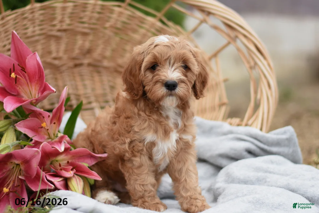 Cavapoo dogs for sale: Max - Ad 2