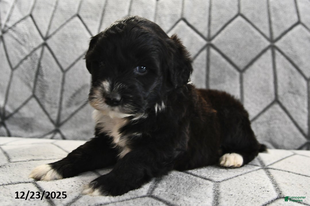 Portuguese Water Dog dogs for sale: Disco - Ad 14