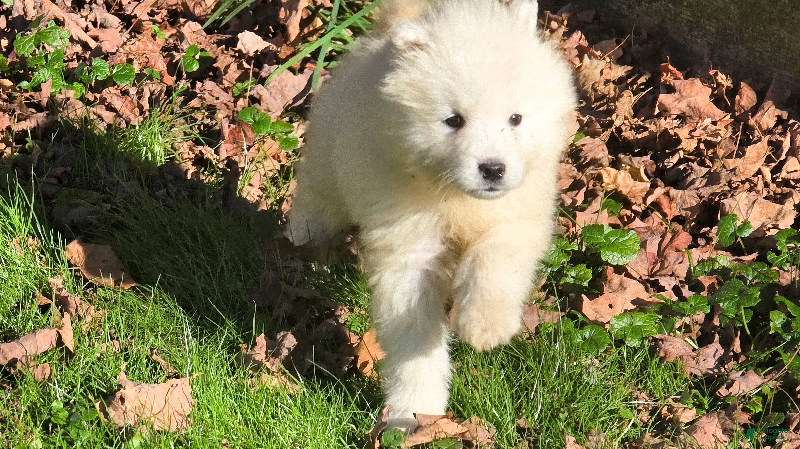 Samoyed dogs for sale: Jacob - Ad 2