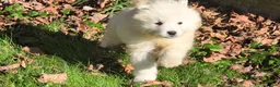 Samoyed dogs for sale: Jacob - Ad 1