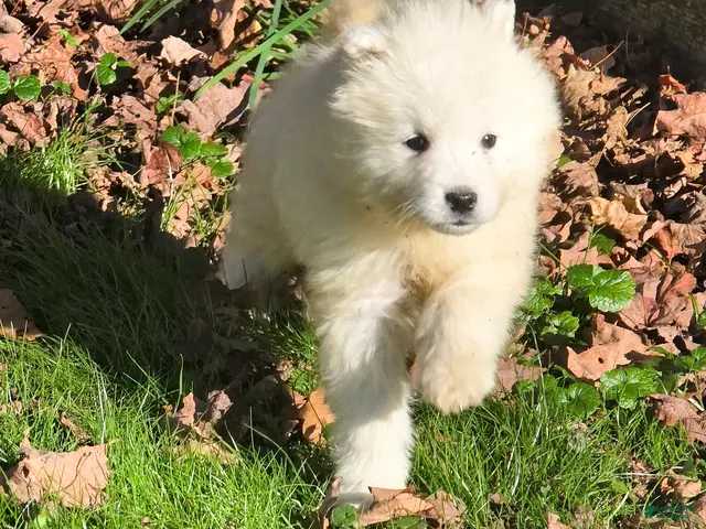 Samoyed dogs for sale: Jacob - Ad 2
