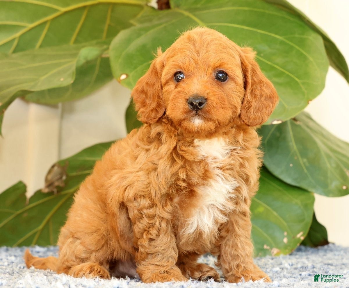 Cavapoo dogs Asher - Ad 1