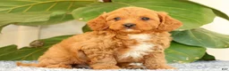 Cavapoo dogs for sale: Asher - Ad 1