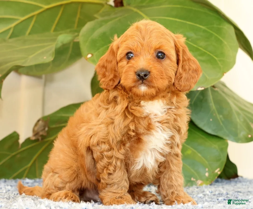 Cavapoo dogs for sale: Asher - Ad 1