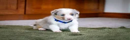 Mixed Breed dogs for sale: Blue - Ad 7