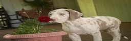 Great Dane dogs for sale: Santiago - Ad 10