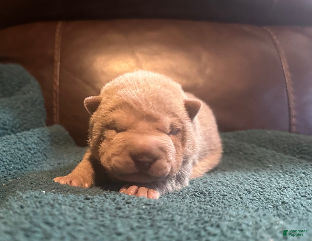 Shar Pei dogs for sale: Rose - Ad 5