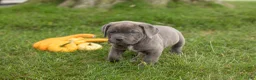 Cane Corso dogs for sale: Theo  - Ad 3