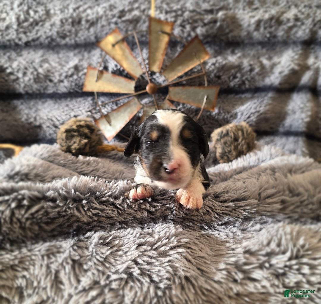 Bernedoodle dogs for sale: Bernedoodle Puppy 5 - Ad 1