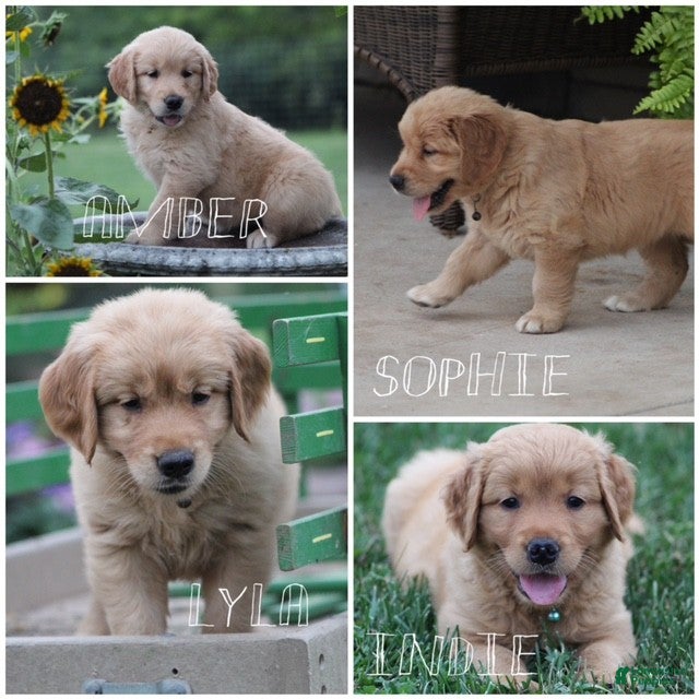 Golden Retriever dogs Indie - Ad 2