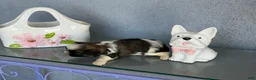 Shih Tzu dogs for sale: Toby - Ad 4