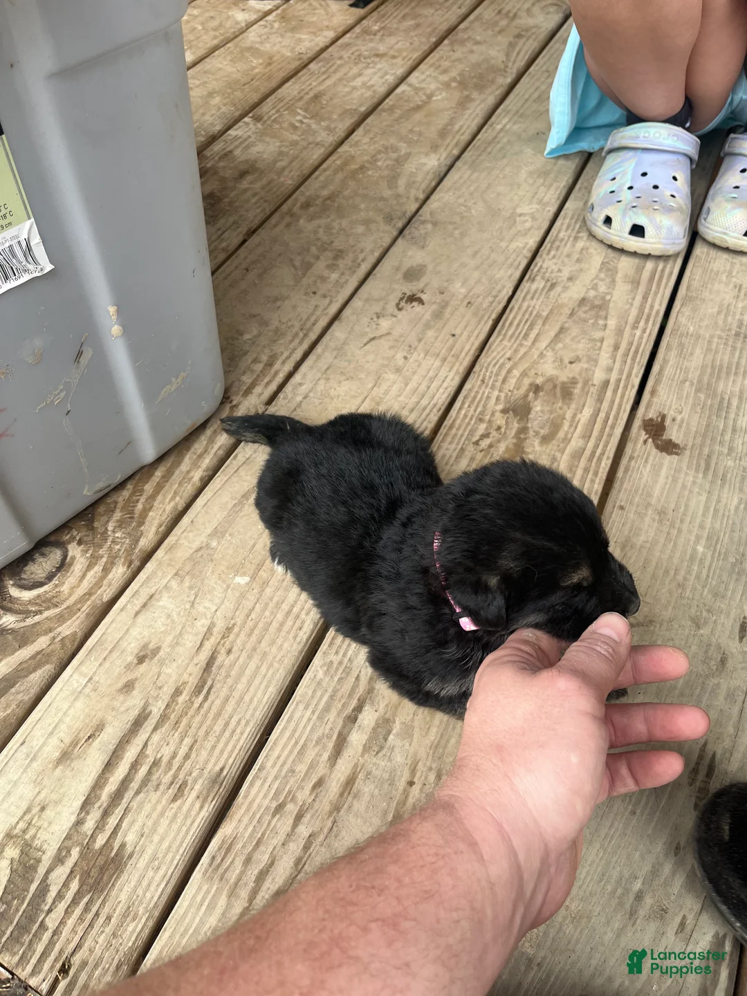 German Shepherd dogs for sale: German Shepherd Puppy 7 - Ad 1