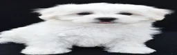 Maltese dogs for sale: Bo - Ad 8