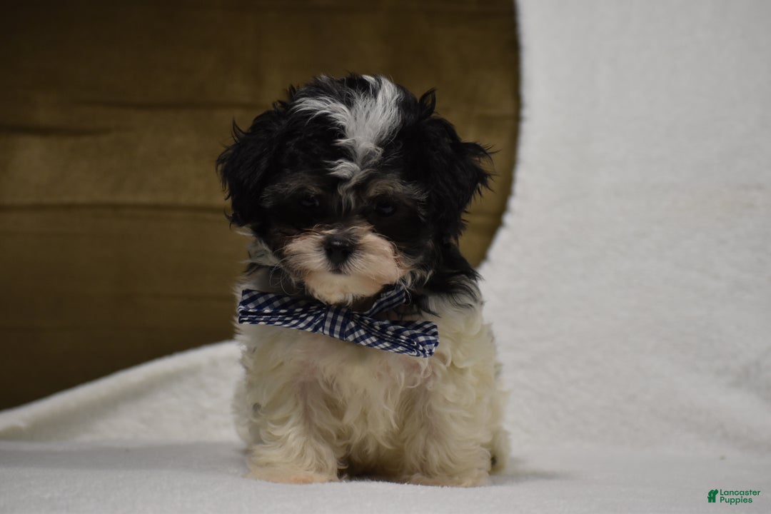 Maltipoo dogs for sale: Benny - Ad 10