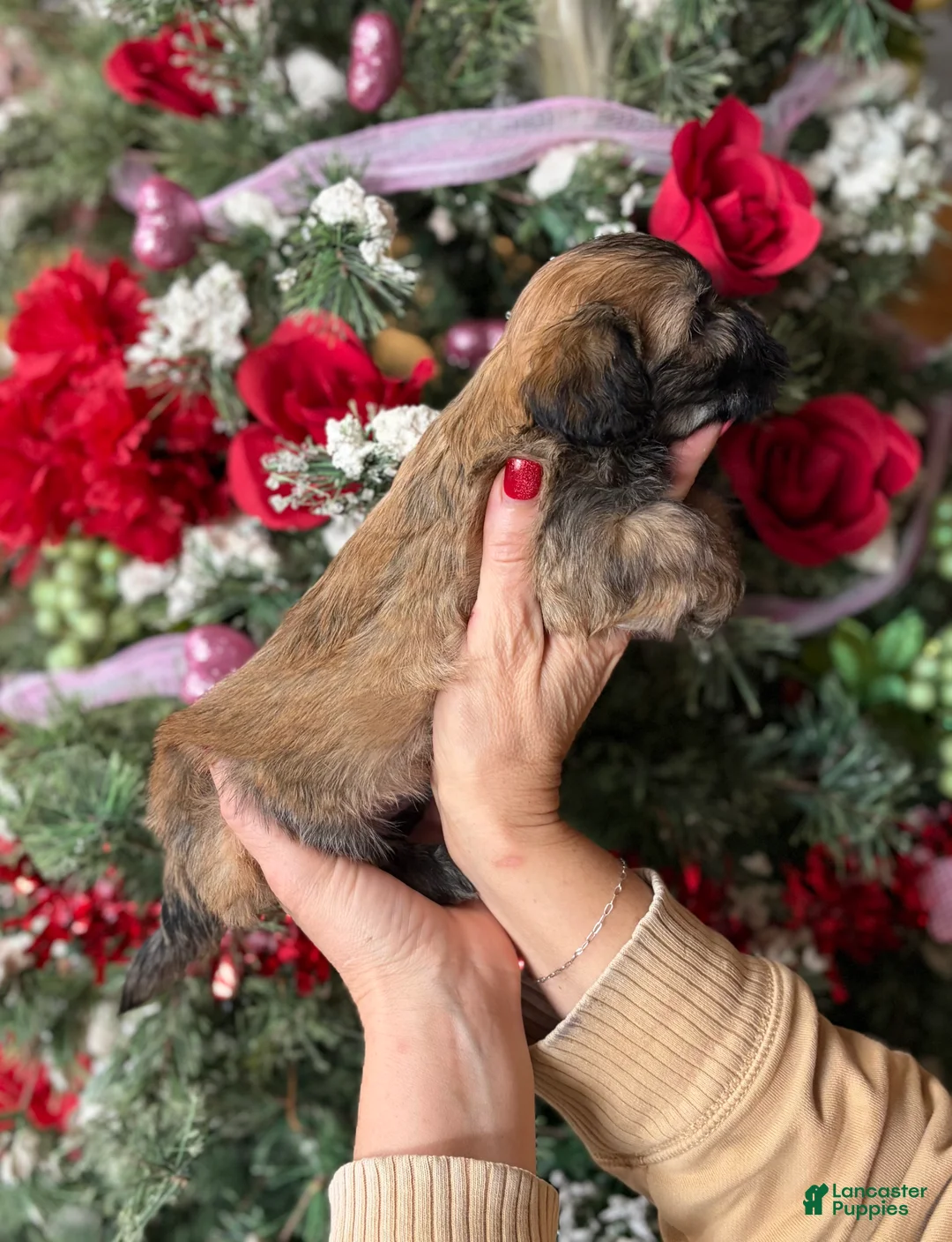 Malshi dogs for sale: Malshi Puppy 3 - Ad 4