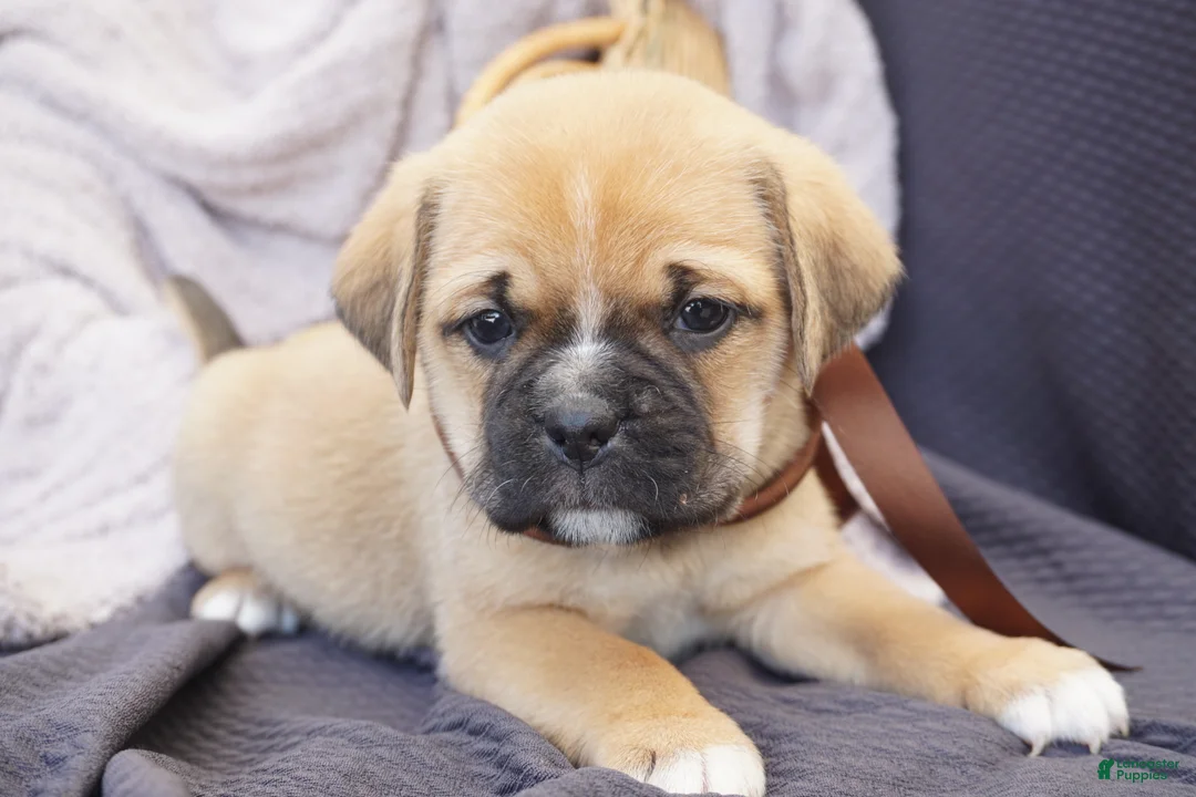 Puggle dogs for sale: Hugo - Ad 3