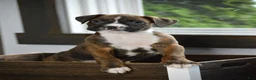 Boxer dogs for sale: Jax - Ad 3