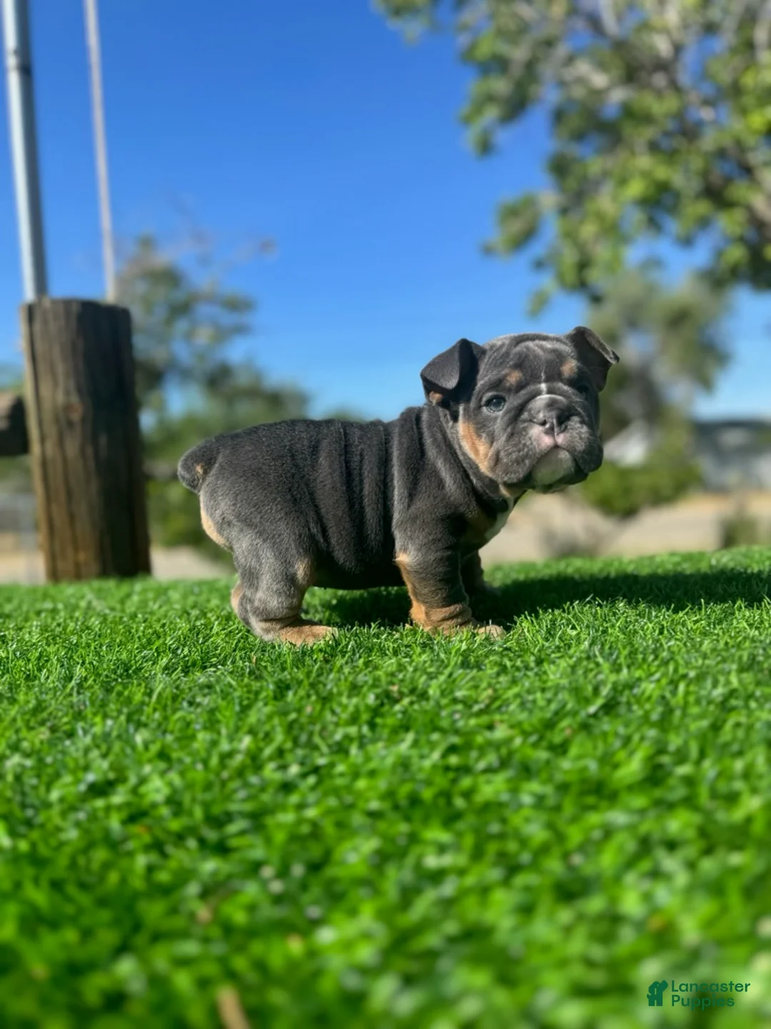 English Bulldog dogs for sale: SKYE - Black Tri Female – Sweet, Playful, Ready - Ad 2