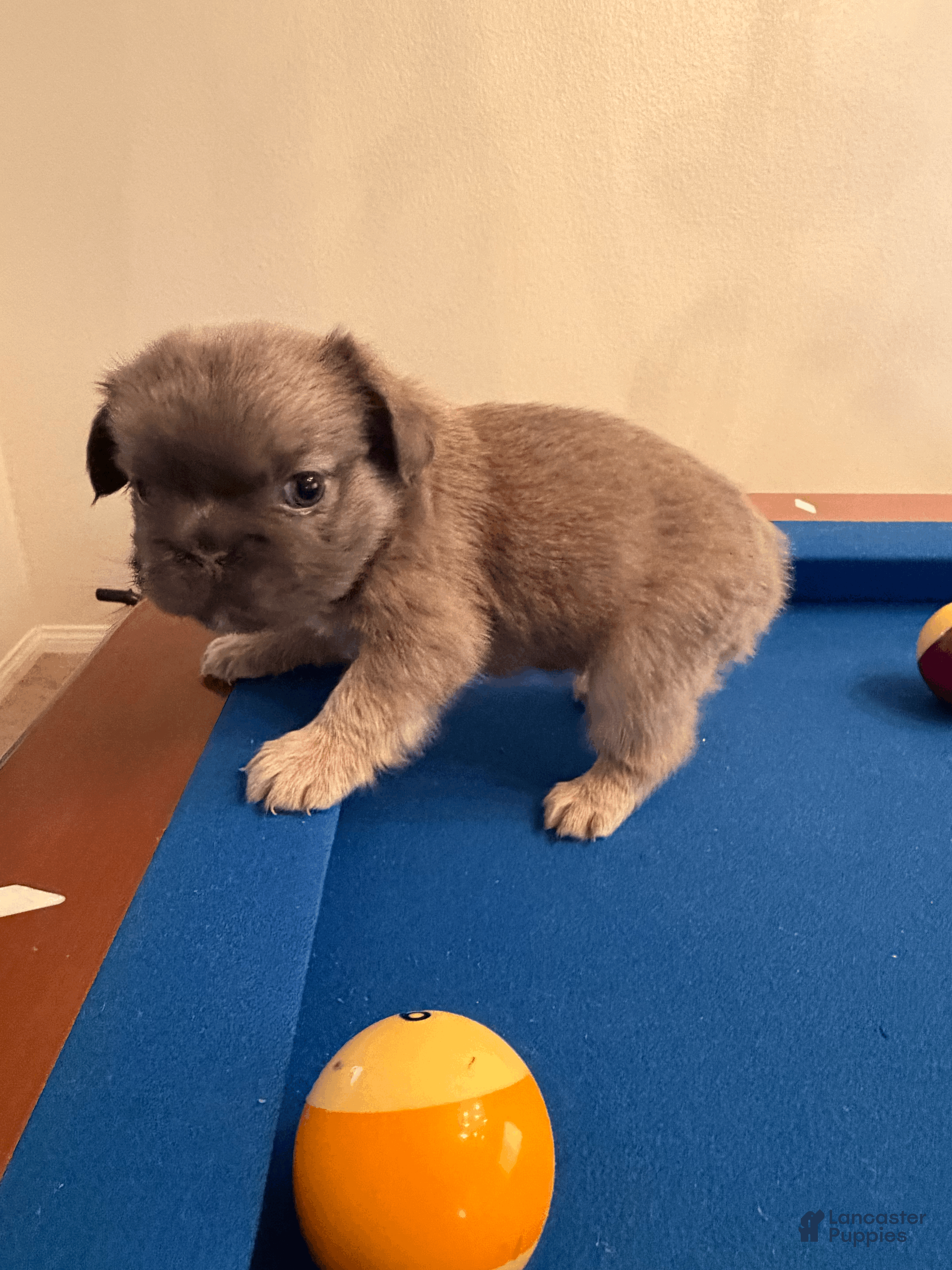 French Bulldog dogs French Bulldog Puppy 4 - Ad 20