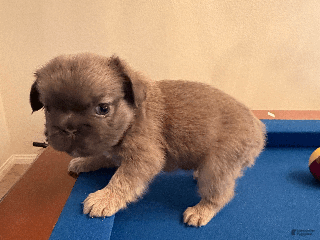 French Bulldog dogs French Bulldog Puppy 4 - Ad 8