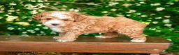 Miniature Poodle dogs for sale: Porter - Ad 1