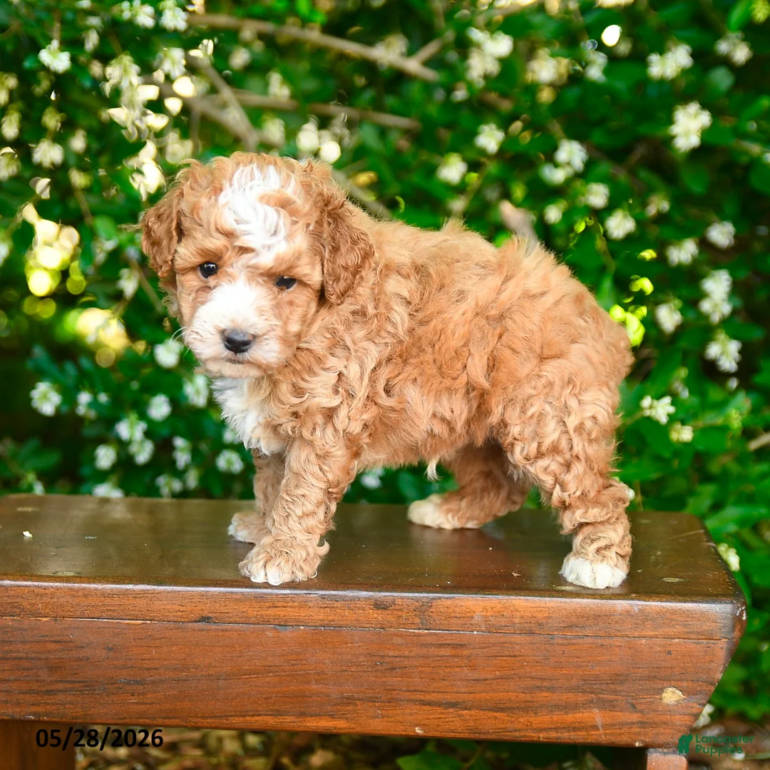 Miniature Poodle dogs for sale: Porter - Ad 1