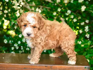 Miniature Poodle dogs for sale: Porter - Ad 4