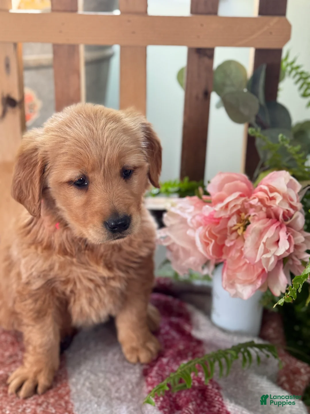 Golden Retriever dogs for sale: Reese - Ad 5