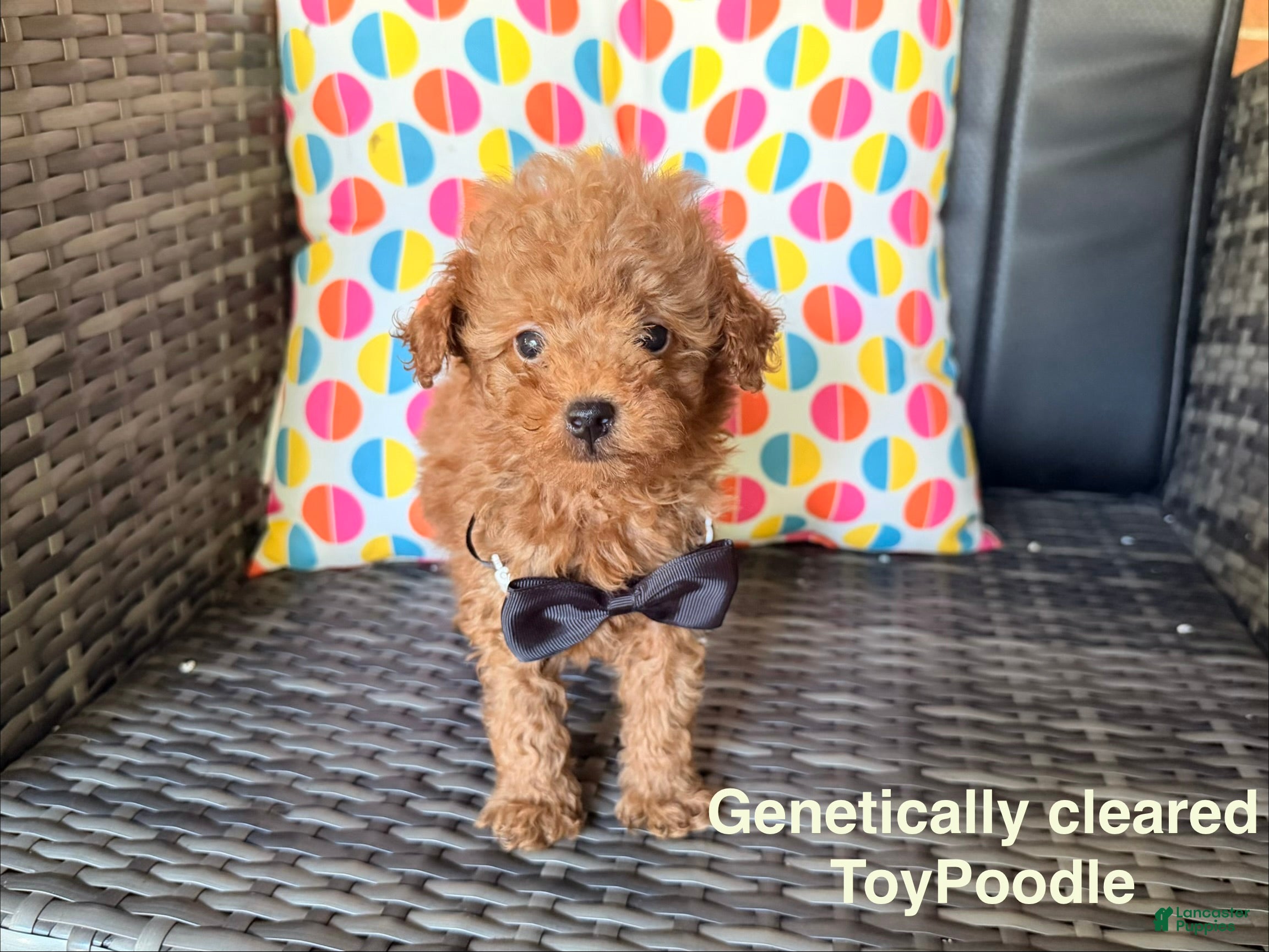 Toy Poodle dogs Bucky  - Ad 1