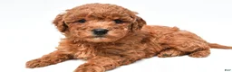 Mini Goldendoodle dogs for sale: Jill - Ad 6