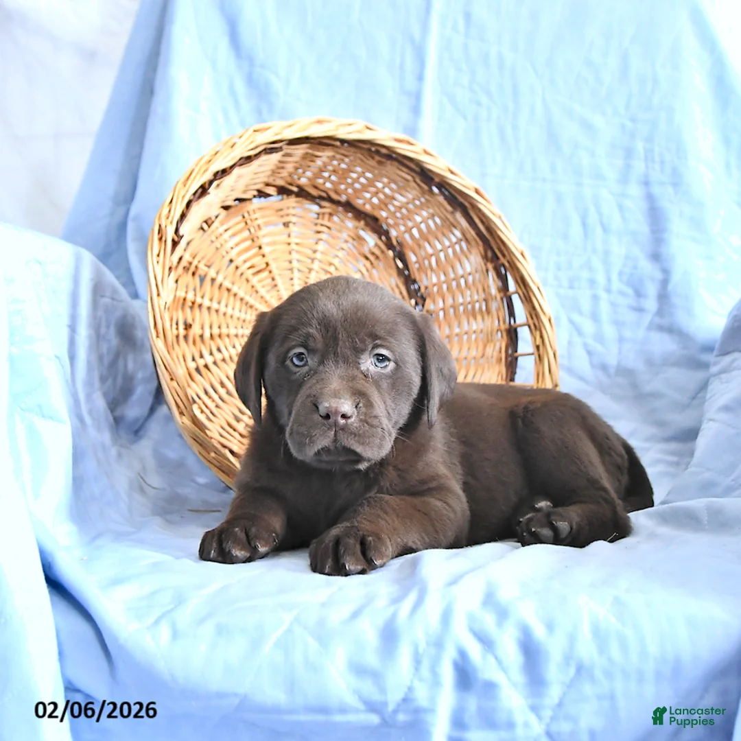 Labrador Retriever dogs for sale: Diana - Ad 3