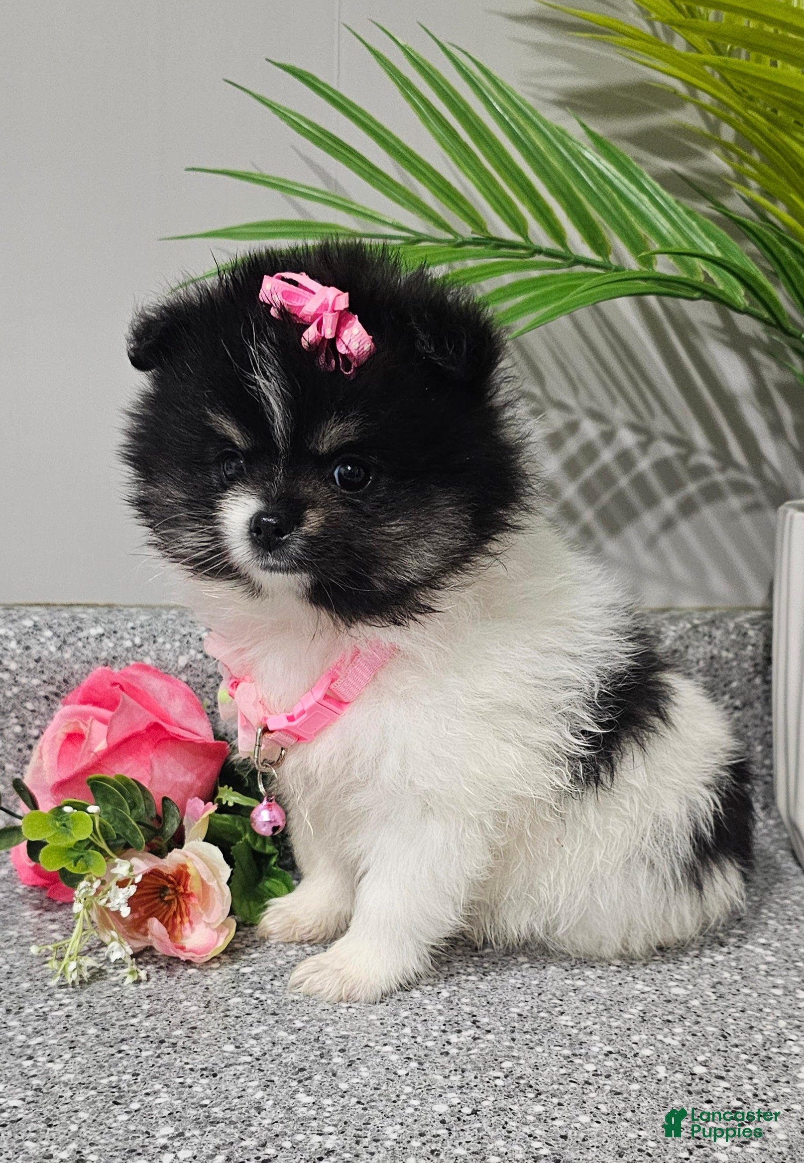 Pomeranian dogs Roxie  - Ad 4