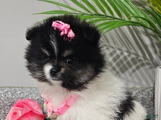 Pomeranian dogs Roxie - Ad 2