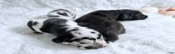 Great Dane dogs for sale: Hera - Ad 12