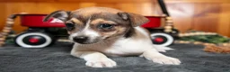 Chihuahua dogs for sale: Archie - Ad 3